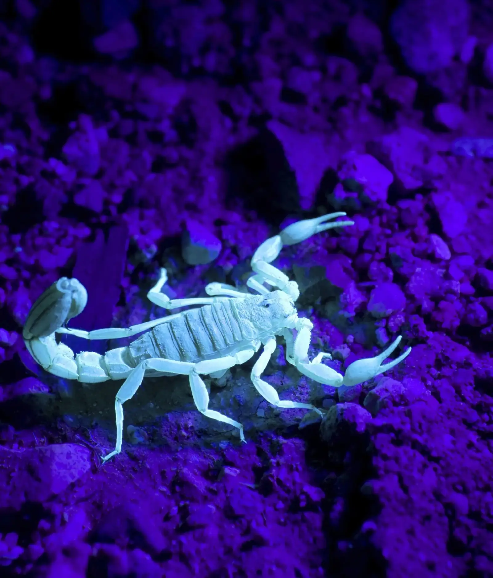 Arizona bark scorpion glowing under UV blacklight